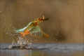 Eisvogel