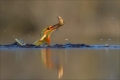 Eisvogel