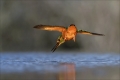 Eisvogel