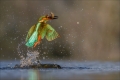 Eisvogel