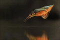 Eisvogel