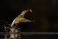 Eisvogel