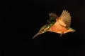 Eisvogel