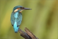 Eisvogel