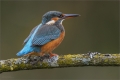 Eisvogel