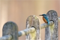 Eisvogel