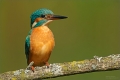 Eisvogel