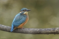 Eisvogel