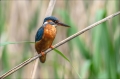 Eisvogel
