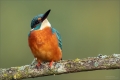 Eisvogel