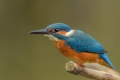Eisvogel