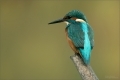 Eisvogel