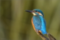 Eisvogel