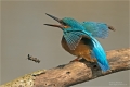 Eisvogel