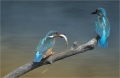 Eisvogel