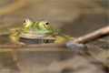Frosch