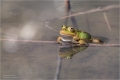 Teichfrosch
