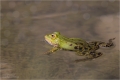 Teichfrosch