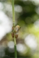 Laubfrosch