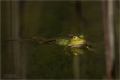 Teichfrosch