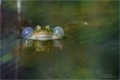 Teichfrosch