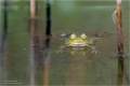 Teichfrosch