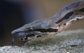 Boa