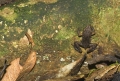 Frosch in der Montagne d'Ambre