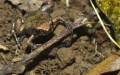 Frosch in der Montagne d'Ambre