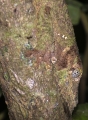 Uroplatus Fimbriatus