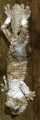 Nachtgecko
