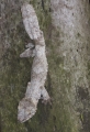 Nachtgecko
