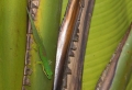 Gecko in Andasibe