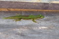 Gecko in Andasibe