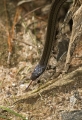 Begegnung mit dieser Schlange in Madagaskar