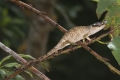Calumma boettgeri