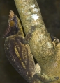 Chamäleon in Madagaskar