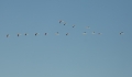 Flugstaffel
