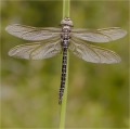 Libelle
