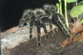 Brasilianische Riesenspinne
