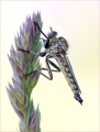 Raubfliege