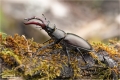 Hirschkäfer