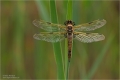 Vierfleck Libelle