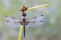 Vierflecklibelle