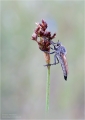 Raubfliege