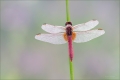Feuerlibelle