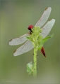 Feuerlibelle