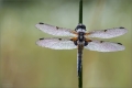 Vierfleck Libelle