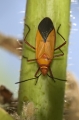 Weichkäfer