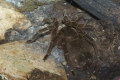 Riesenvogelspinne